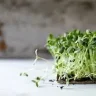 SproutScout