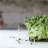 SproutScout